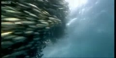 Blue Planet's Fish bait ball in open water by BBC