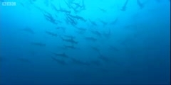 Hammerhead sharks gathering in Costa Rica by BBC Earth