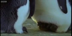 The Greatest Wildlife Show on Earth features the mperor penguins in BBC