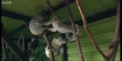 Making Animal Babies the Koala breeding at an Australian zoo by BBC