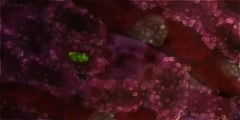 Life Cycle of Malaria Parasite in Human Host by HHMI