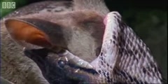 Fully Grown Python eating a Deer in BBC Earth