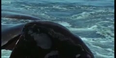 Life of Mammals the breeding southern right Whales with Attenborough in BBC