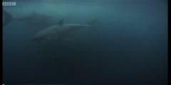 Wildlife Specials the Great White shark feeding