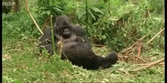 Cousins series featuring the Family of Mountain Gorillas