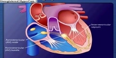 Heart's Conductive System