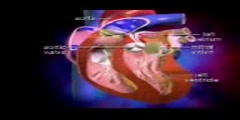 The Heart  valves and other vessels