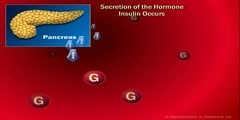 Insulin metabolization with glucose