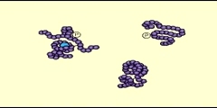 Proteasome: Degradation of Proteins