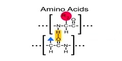 Structural relationship of proteins and amino acids