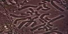 Chromosomes in Haploid and Diploid Cells