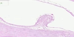 Part 2 of the histology of the Inner Ear