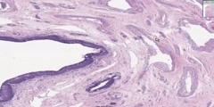 Male Urethra Histology