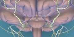 3D Animation of Migraine Pathophysiology