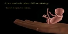 Fetal development and the human embryo