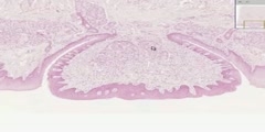 Tongue Circumvallate Papilla Histology