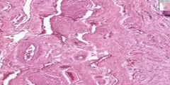 Penis Histology