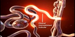 The kidney's functional Unit;  the nephron