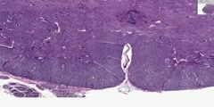 Spinal Cord Histology