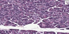 Pancreas Histology