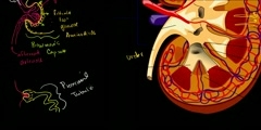 Functions of Kidney and Nephron