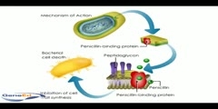 Penicllin Mechanism of Action