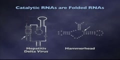 RNA as an Enzyme Lecture part 2
