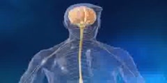 Amyotrophic lateral sclerosis Causes 3D Animation
