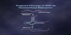 RNA as an enzyme lecture part 8