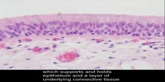 Epithelium Tissue