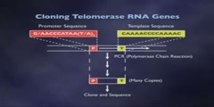 Life at the end of the chromosome part 5