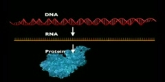 Discovery of the ribozymes Lecture PART 1