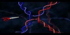 Honologous recombinationof DNA: Holliday Junction