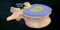 Parts of the Vertebral  or Spinal Column