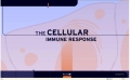 The cellular immune response