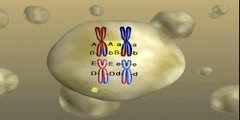 Mechanism Behind Genetic Diversity