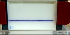 Movement of proteins in SDS polyacrylamide gel