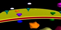 Occurence of Signal Transduction