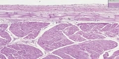 Histology of the ovine cardiac muscle purkinje fibres