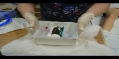 Inserting a Foley Catheter