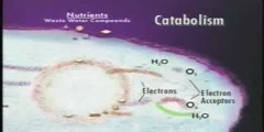 Metabolism - part 2