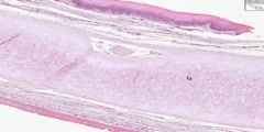 Histology of Epiglottis Video