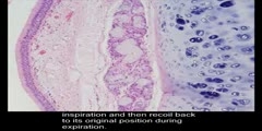 Histology Trachea Four Layers of Trachea