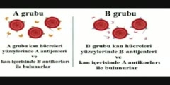 Conversion of blood groups