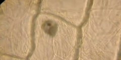 Images of Onion Cells on video