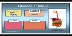 Understanding diabetes -1