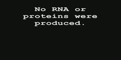 Lac Operon animation