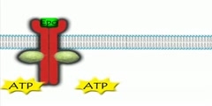 JAK-STAT Pathway