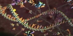 DNA Transcription and Protein Assembly