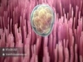 Gynecology Demoreel - 3D Medical Animation